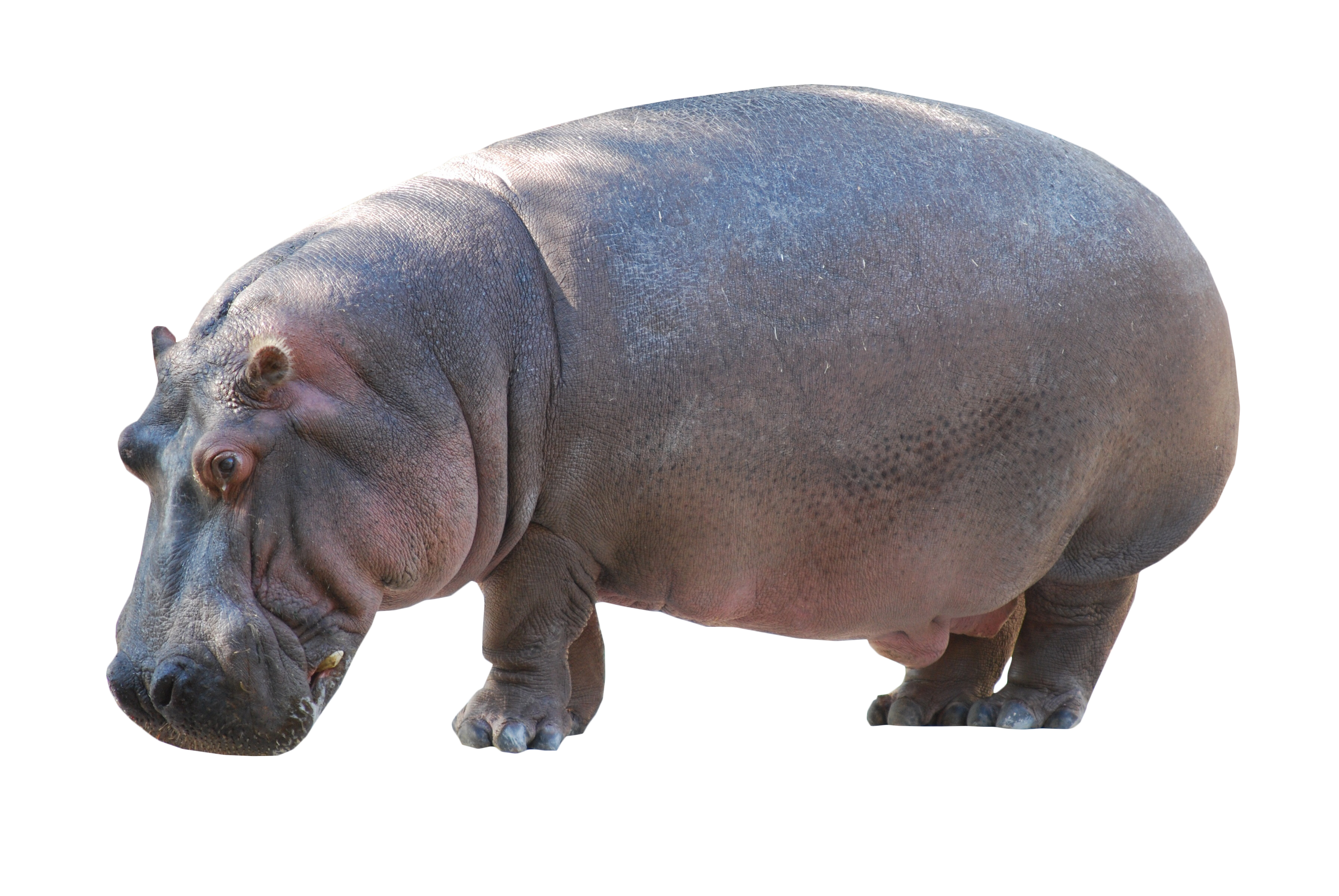 Detail Hippo Transparent Nomer 9