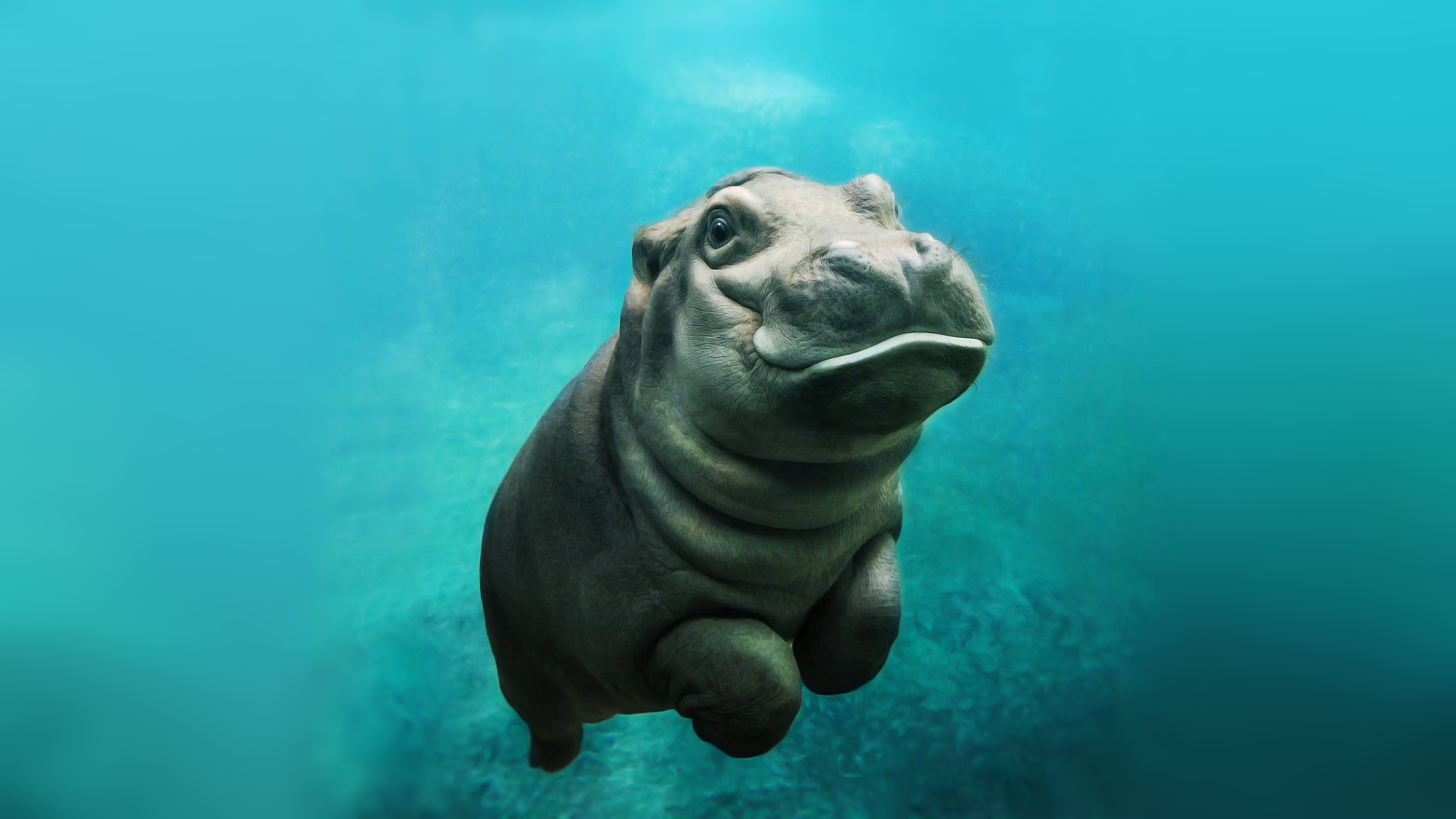 Detail Hippo Wallpapers Nomer 2