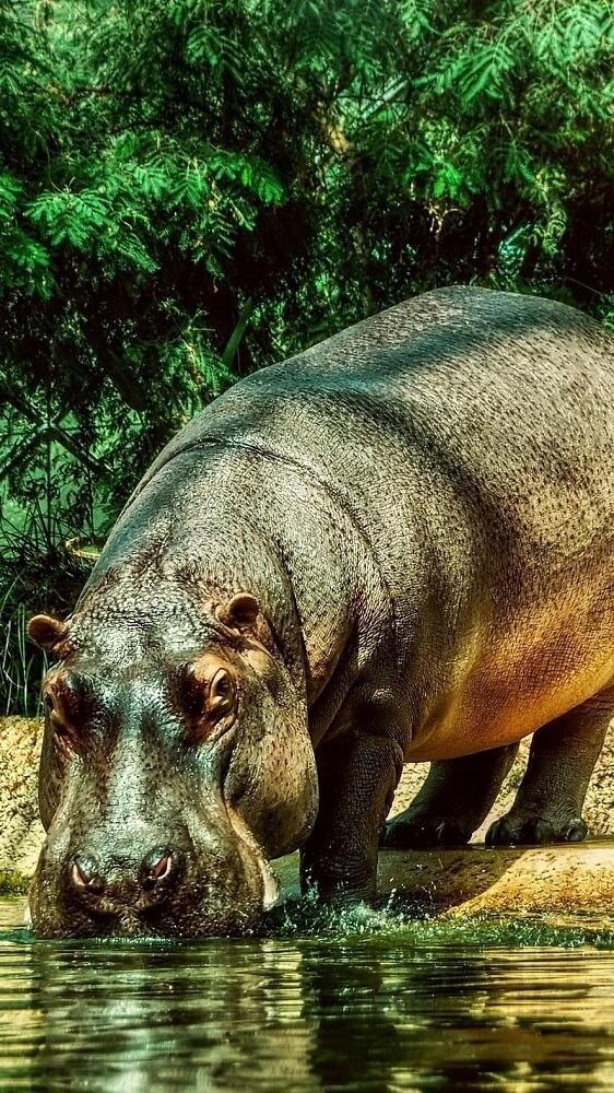 Detail Hippo Wallpapers Nomer 15