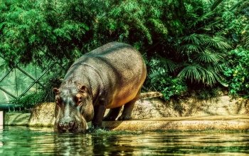 Detail Hippo Wallpapers Nomer 26