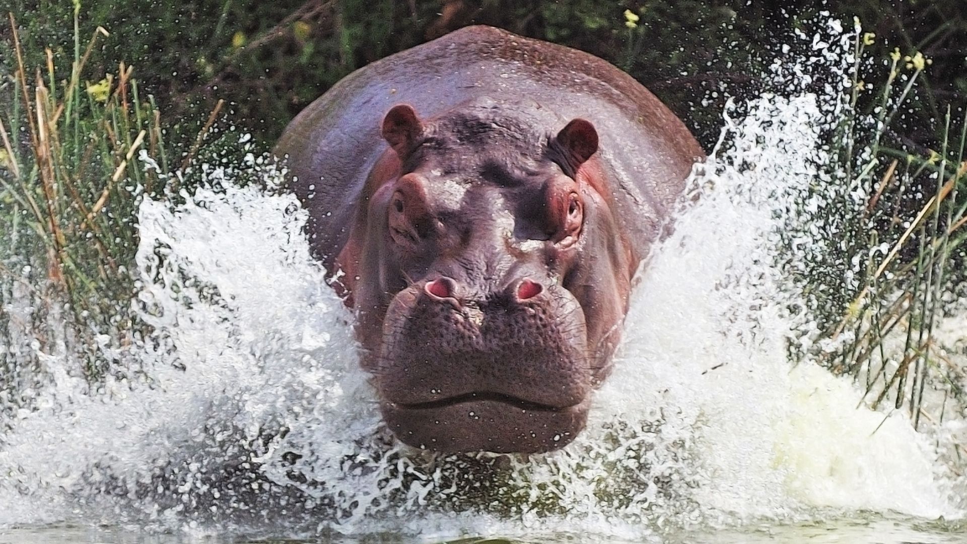 Detail Hippo Wallpapers Nomer 6