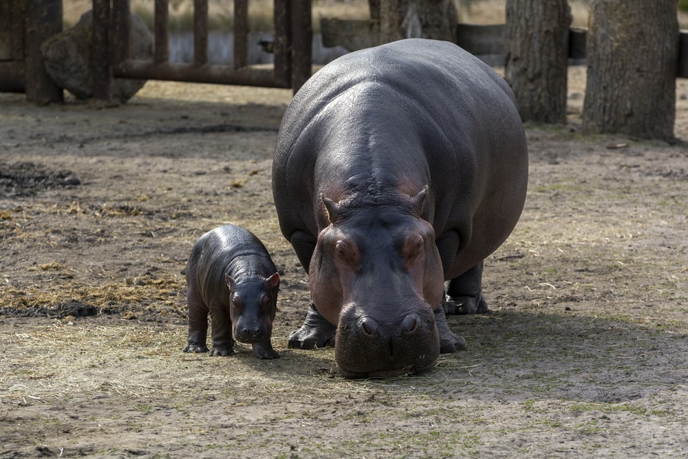 Detail Hippopotamus Images Nomer 11