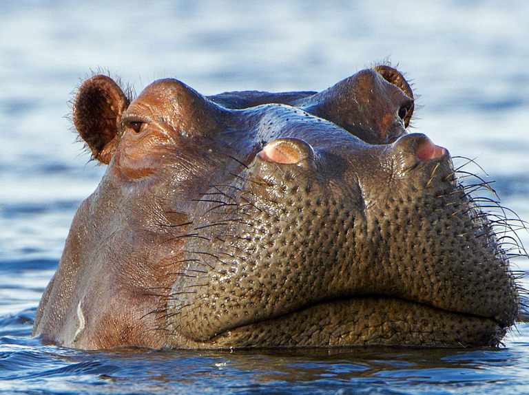 Detail Hippopotamus Images Nomer 16