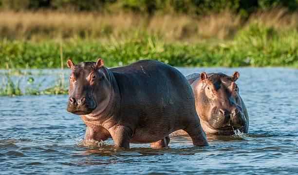 Detail Hippopotamus Images Nomer 3