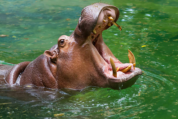 Download Hippopotamus Images Nomer 44