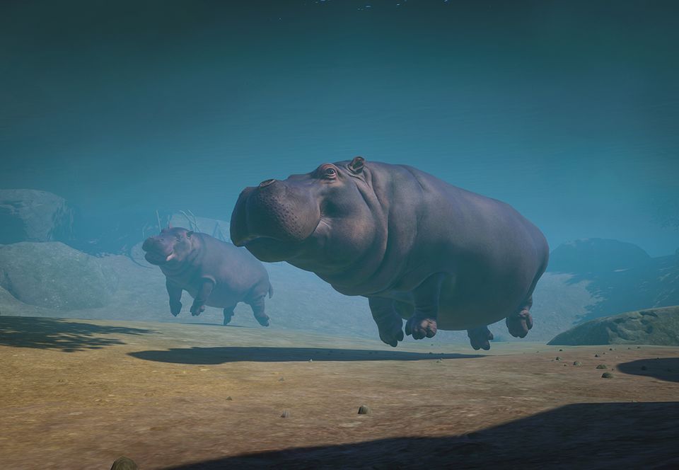 Detail Hippopotamus Pics Nomer 27