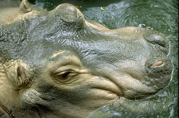 Detail Hippopotamus Pics Nomer 46