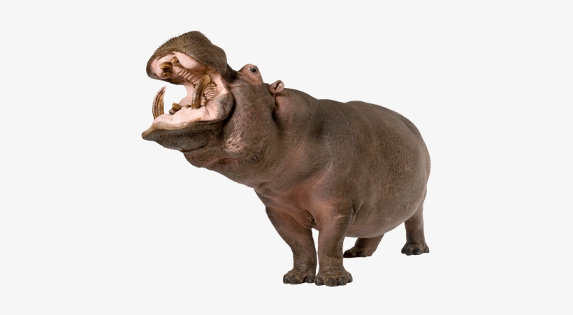 Detail Hippopotamus Png Nomer 14