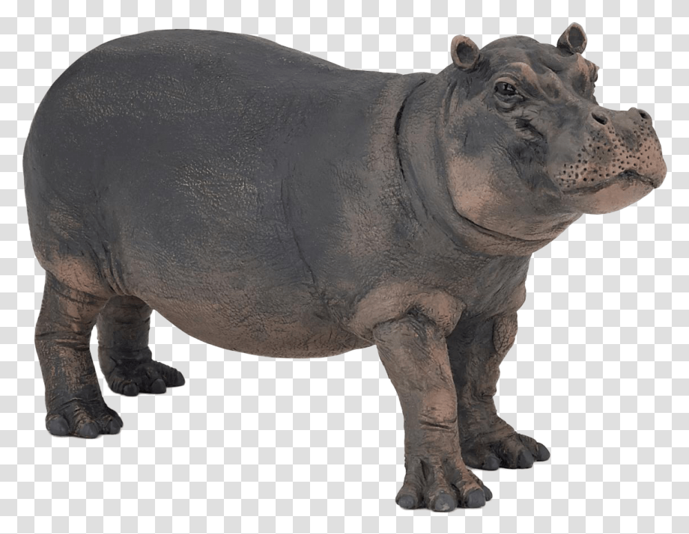 Detail Hippopotamus Png Nomer 19