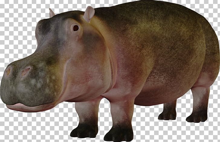 Detail Hippopotamus Png Nomer 24