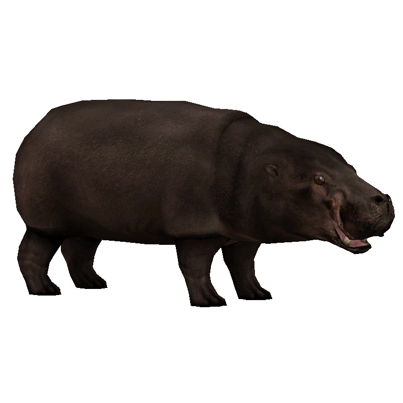 Detail Hippopotamus Png Nomer 30