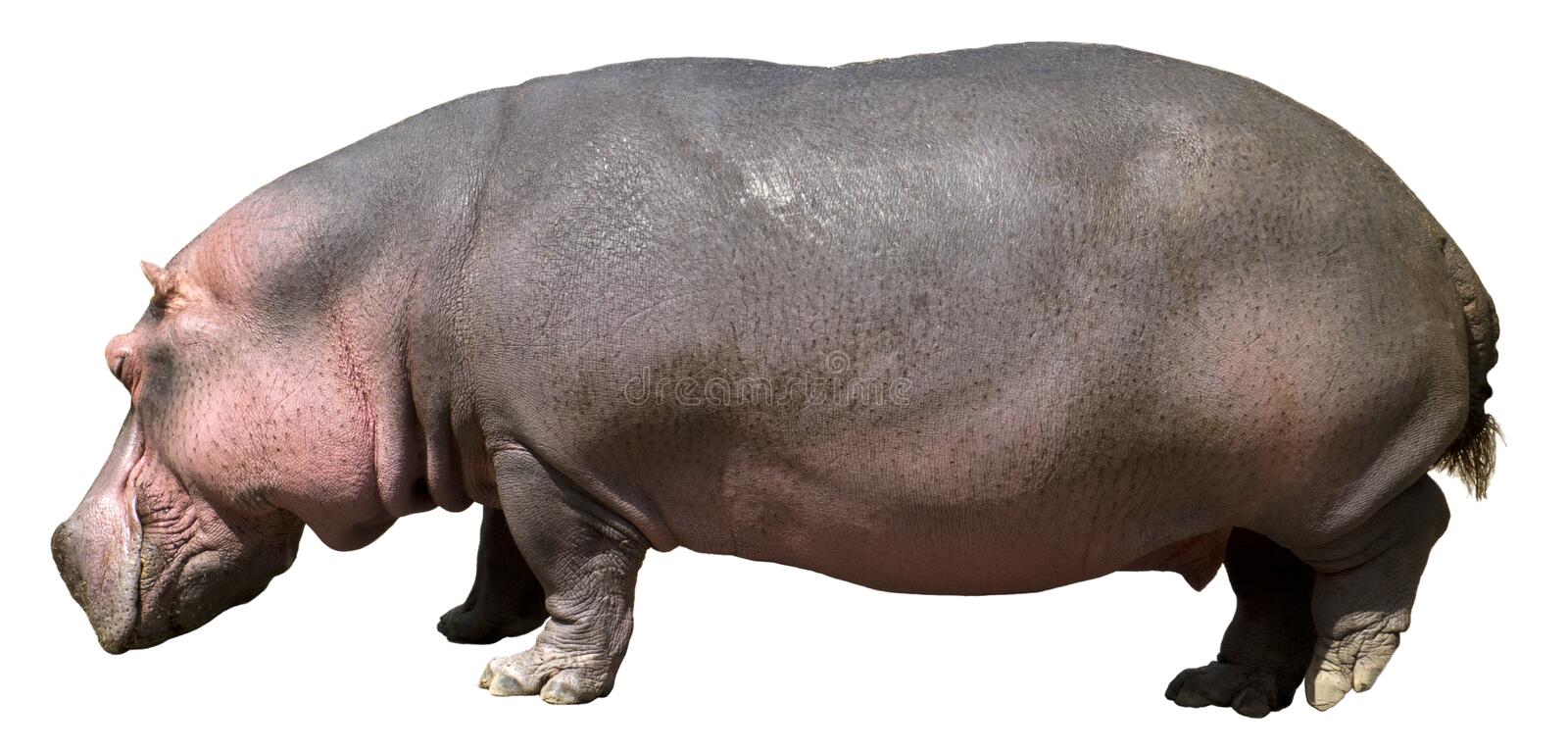 Detail Hippopotamus Png Nomer 33