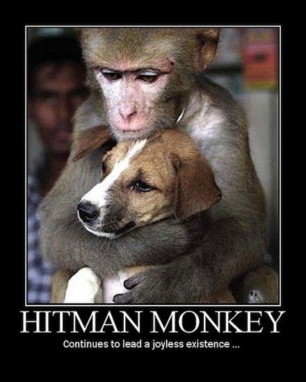 Detail Hitman Monkey Meme Nomer 3