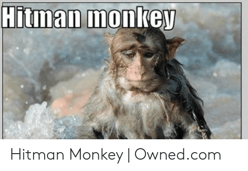 Detail Hitman Monkey Meme Nomer 21