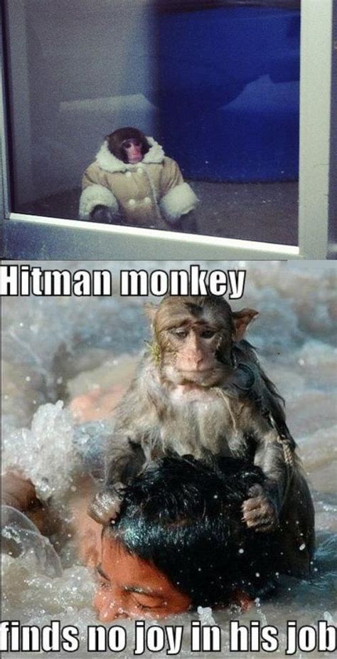 Detail Hitman Monkey Meme Nomer 30