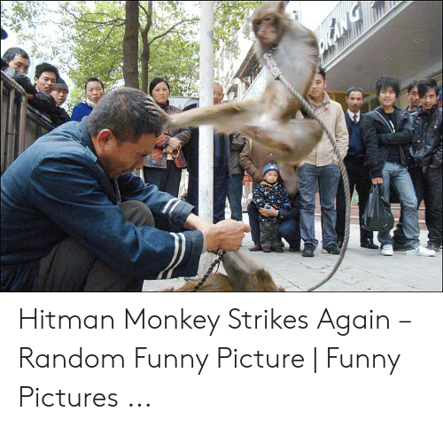 Detail Hitman Monkey Meme Nomer 39