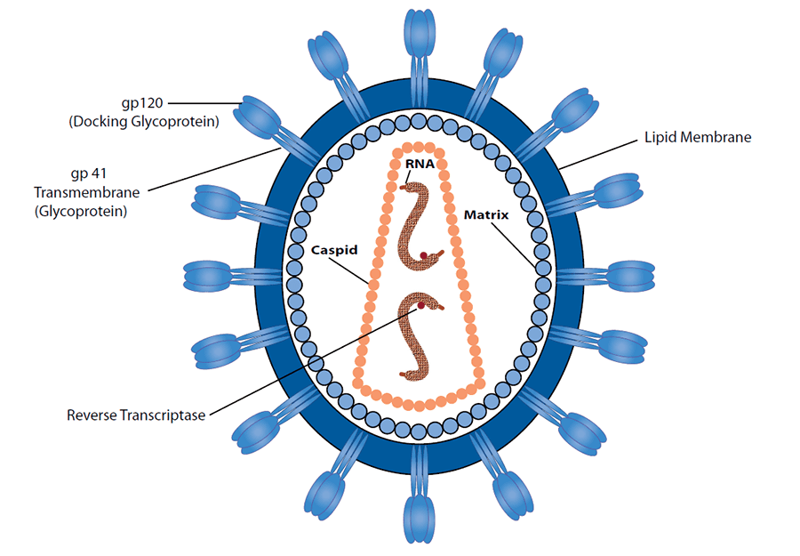 Detail Hiv Virus Png Nomer 26