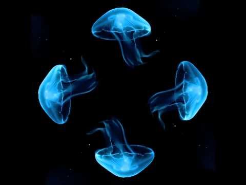 Detail Hologram Video For Pyramid Nomer 24