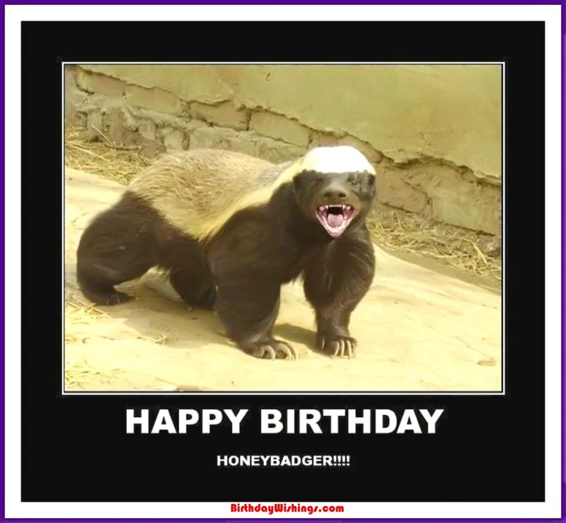 Detail Honey Badger Birthday Meme Nomer 27