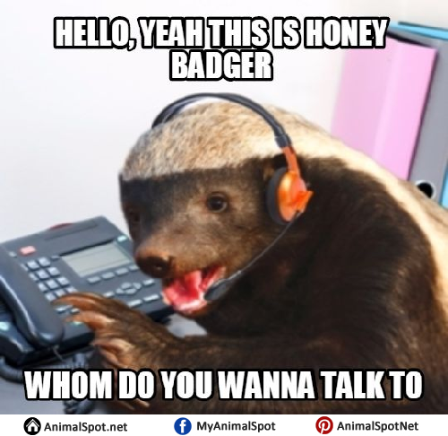 Detail Honey Badger Birthday Meme Nomer 34