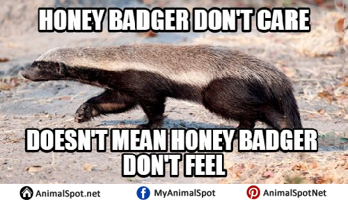 Detail Honey Badger Birthday Meme Nomer 44