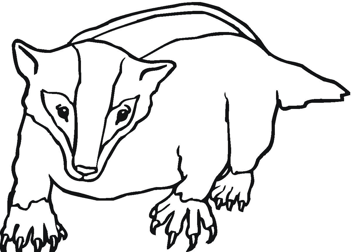 Detail Honey Badger Clip Art Nomer 22