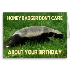 Detail Honey Badger Happy Birthday Nomer 9