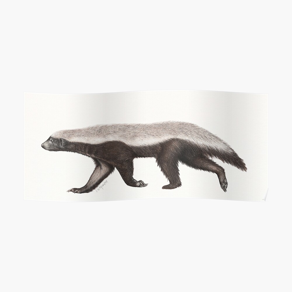 Detail Honey Badger Sticker Nomer 30