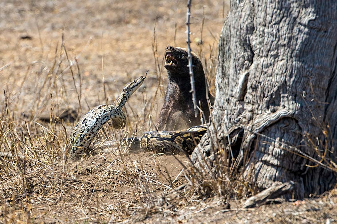 Honey Badger Vs Anaconda - KibrisPDR