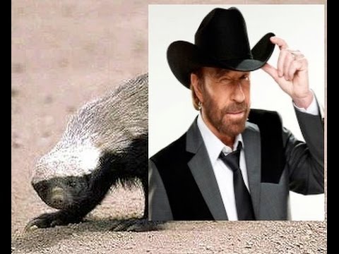 Detail Honey Badger Vs Chuck Norris Koleksi Nomer 2