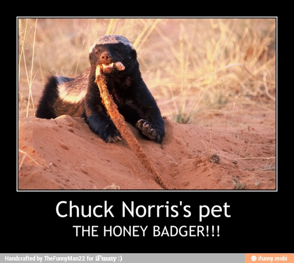 Detail Honey Badger Vs Chuck Norris Koleksi Nomer 30