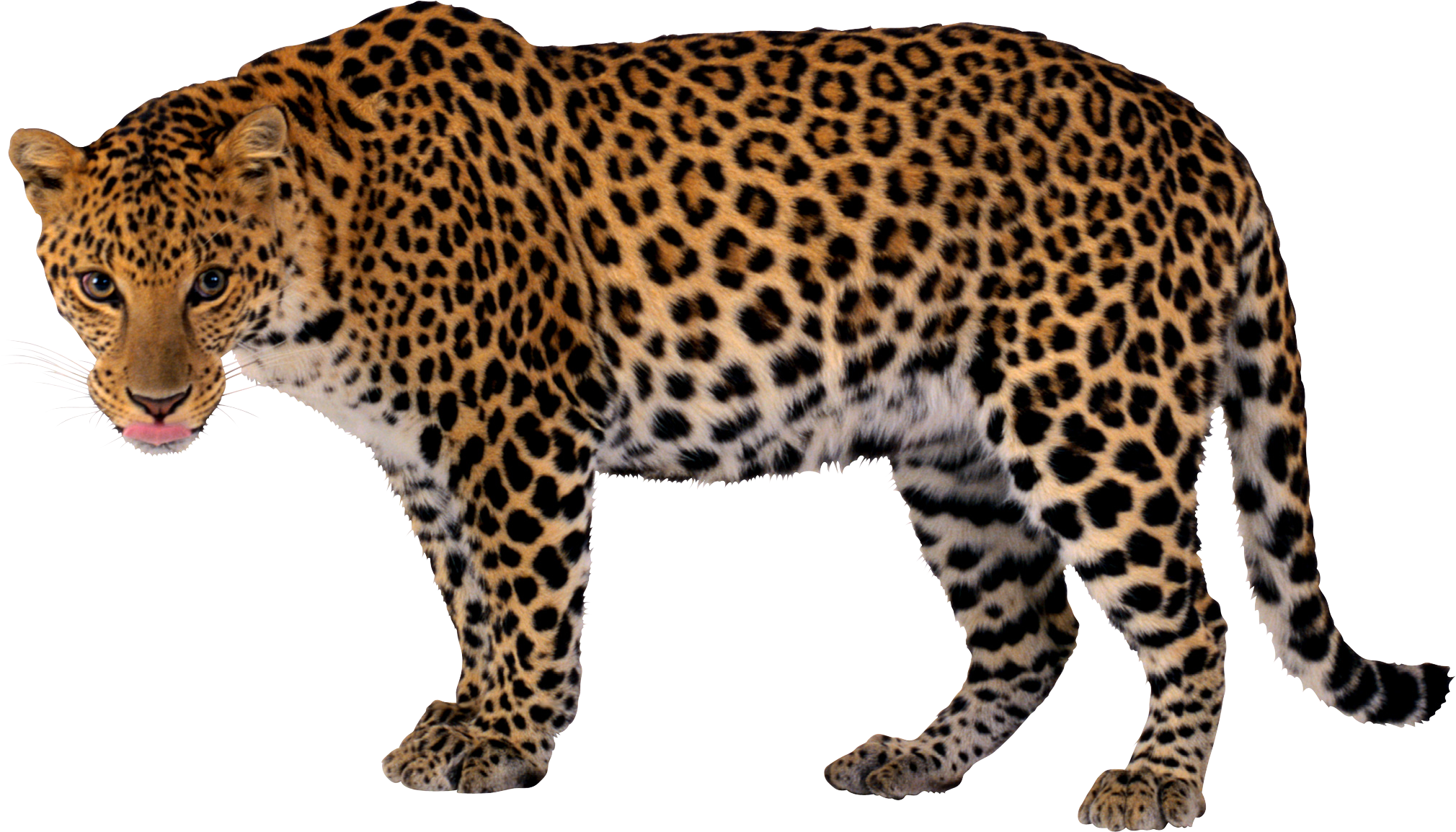 Detail Amur Leopard Pictures Nomer 19