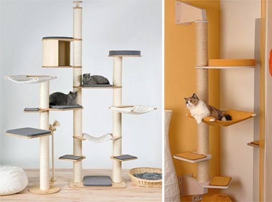 Detail Desain Kamar Kucing Nomer 16