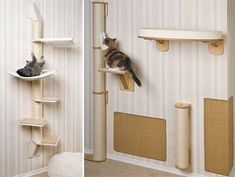 Download Desain Kamar Kucing Nomer 31