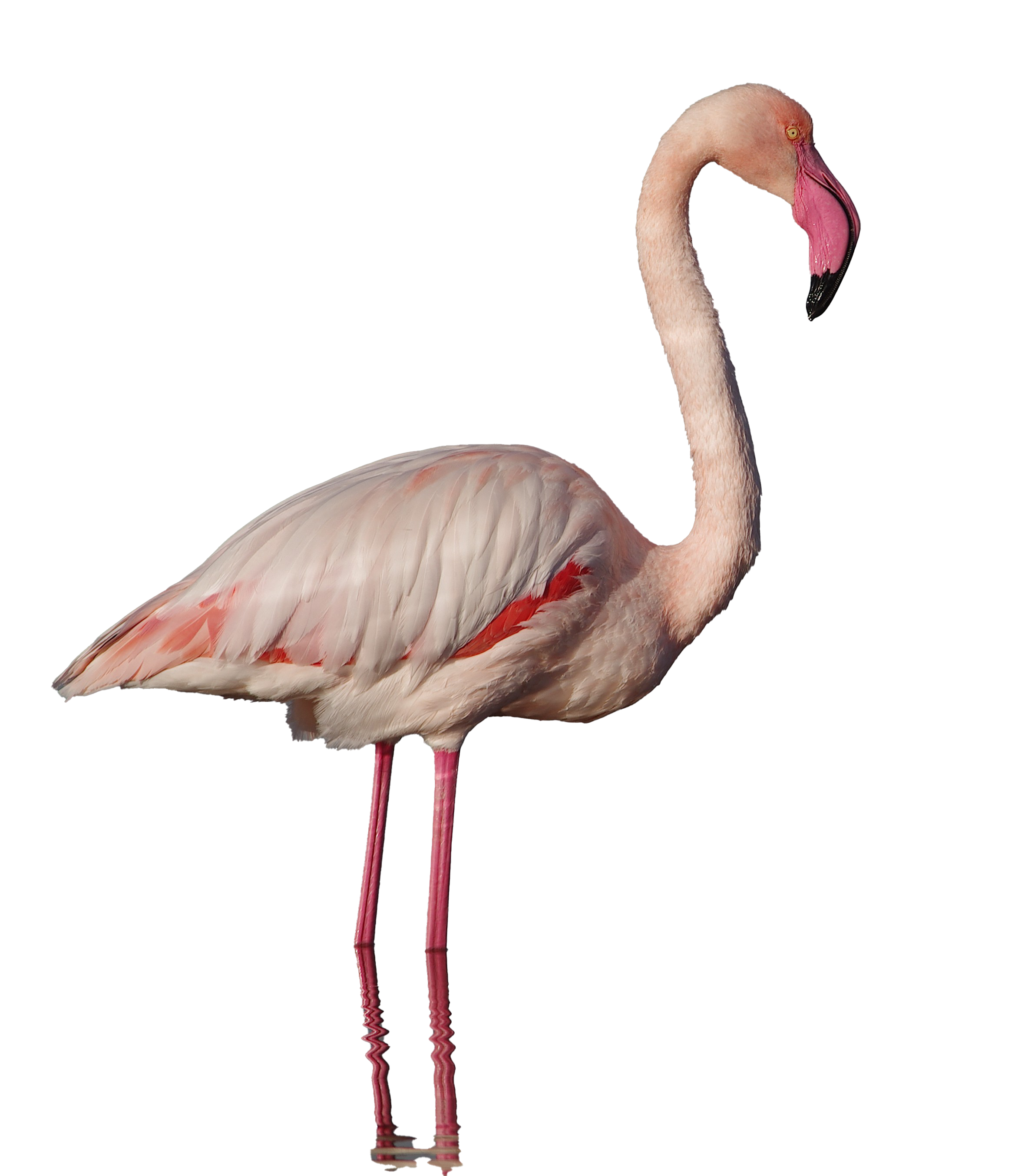Detail Flamingo Png Nomer 17