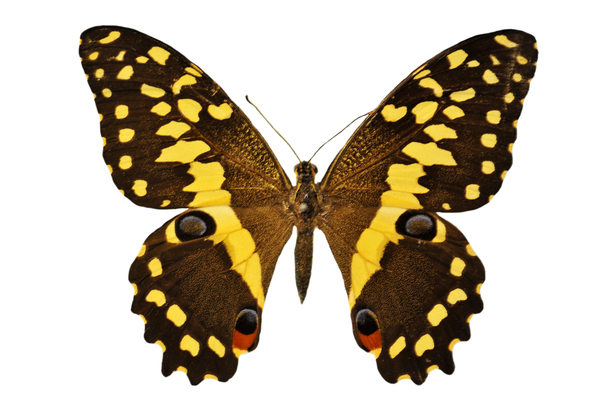 Schmetterling Schwarz Gelb - KibrisPDR