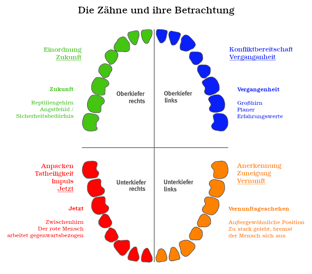 Detail Zahn Und Mensch Nomer 2