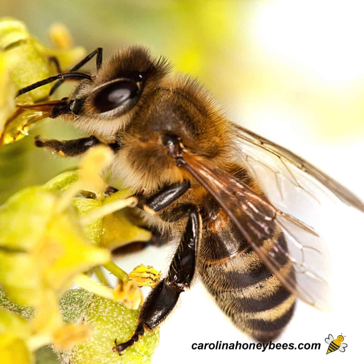 Detail Honey Bee Image Nomer 21