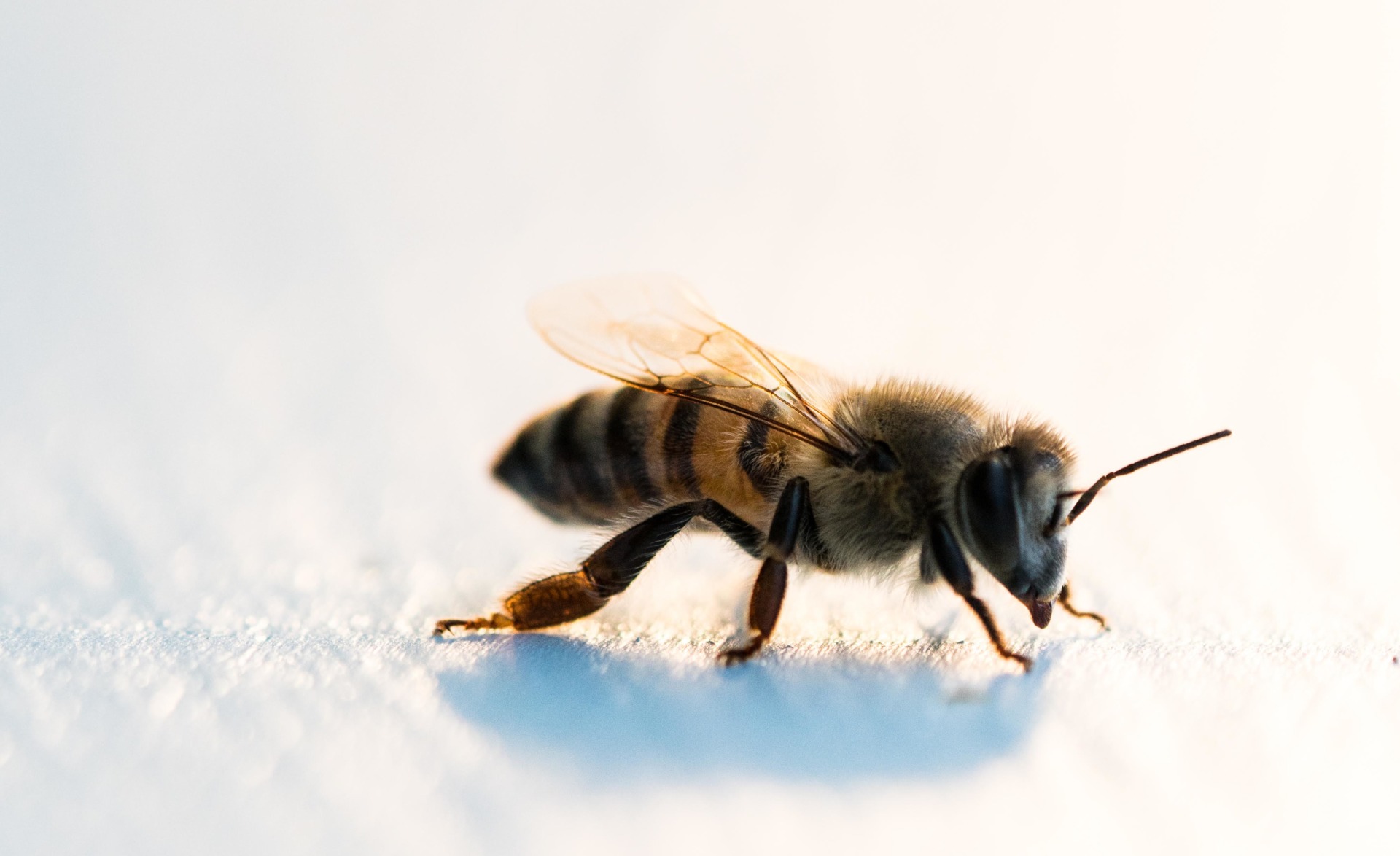 Detail Honey Bee Image Nomer 39