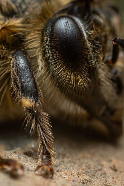 Detail Honey Bee Image Nomer 45