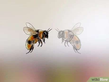 Detail Honey Bee Image Nomer 51