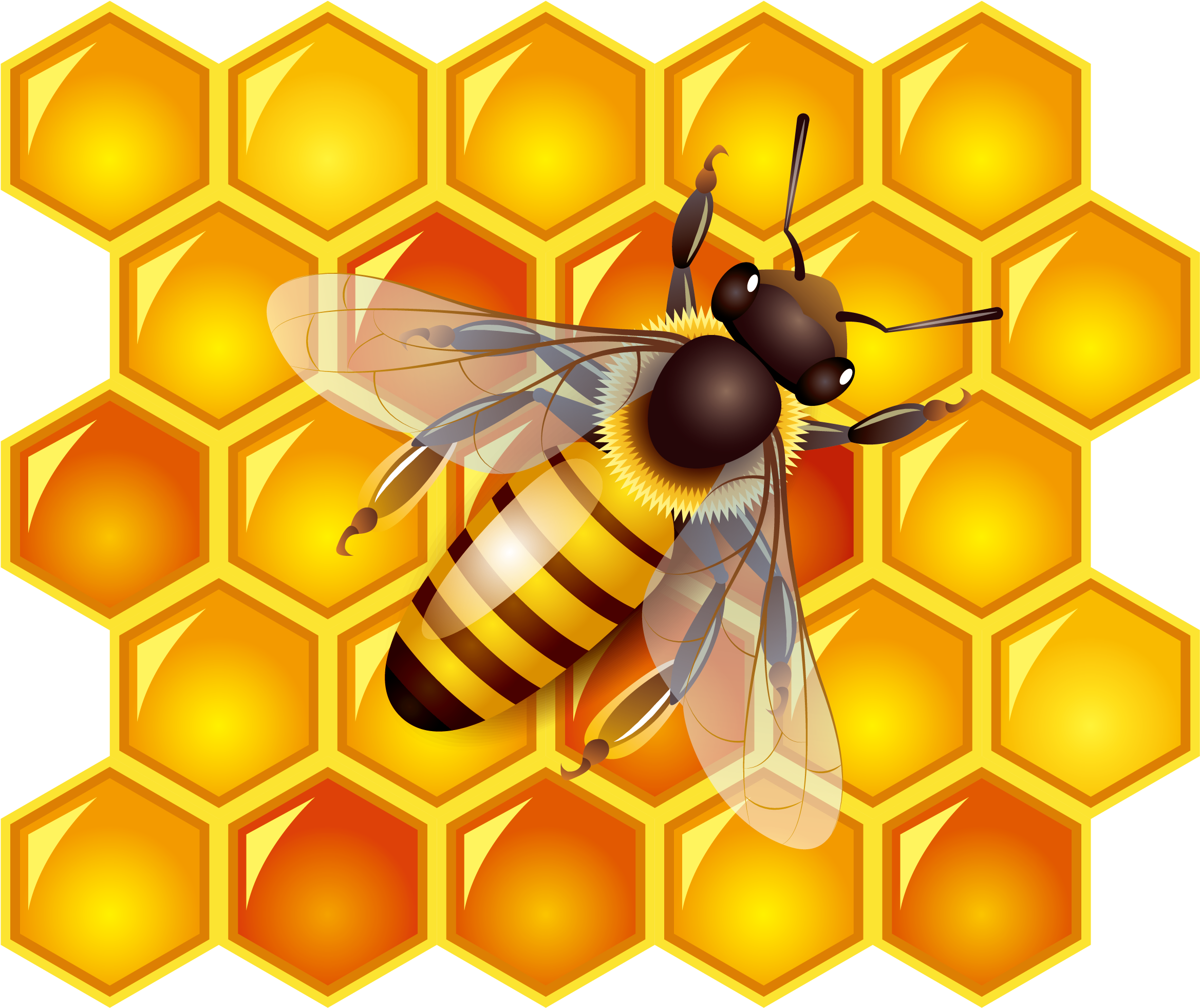 Detail Honey Bee Png Nomer 28