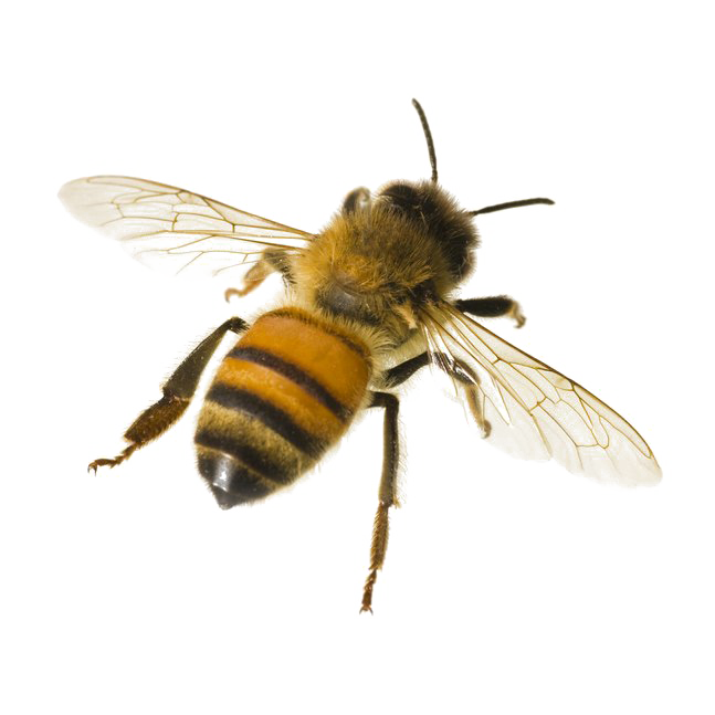 Detail Honey Bee Png Nomer 38