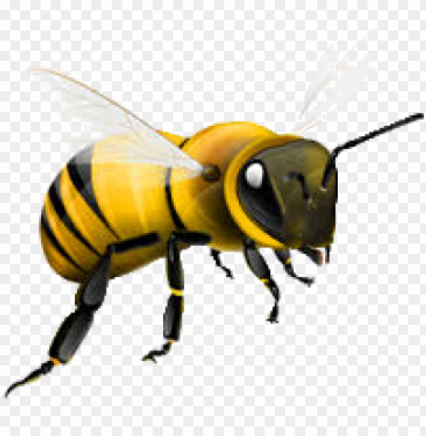 Detail Honey Bee Png Nomer 7