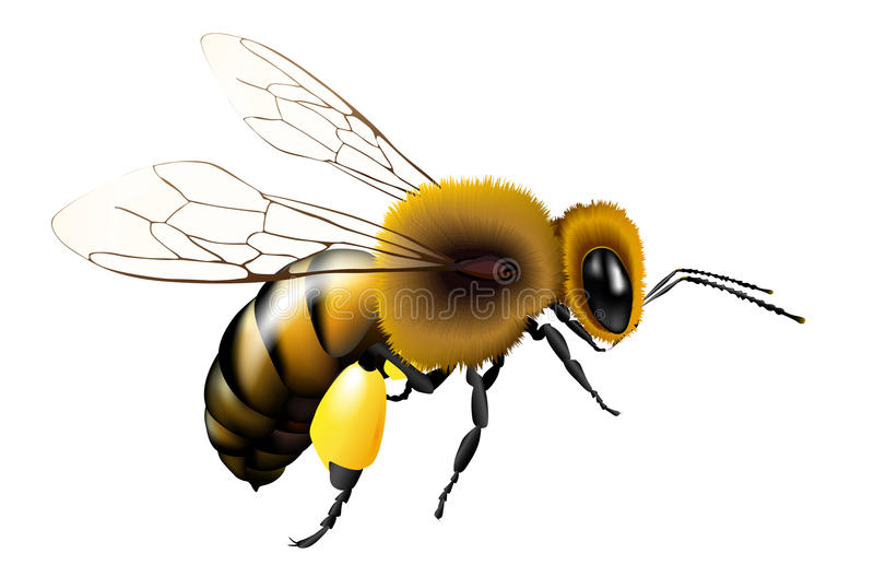 Detail Honey Bee Transparent Nomer 22