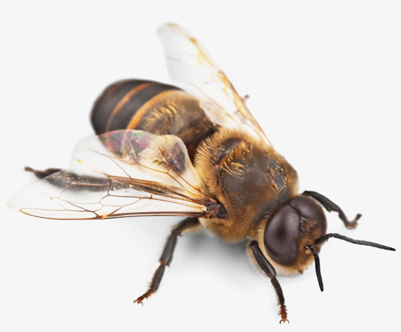 Detail Honey Bee Transparent Nomer 31