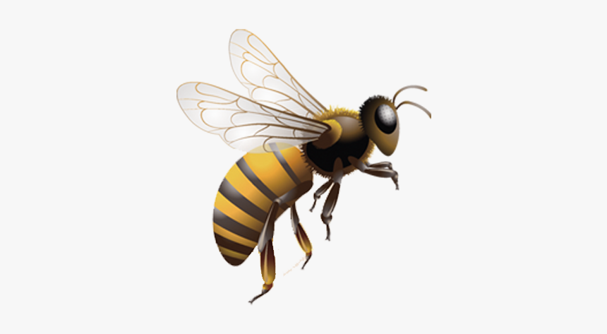 Detail Honey Bee Transparent Nomer 42