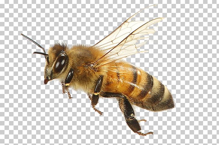 Detail Honey Bees Png Nomer 21