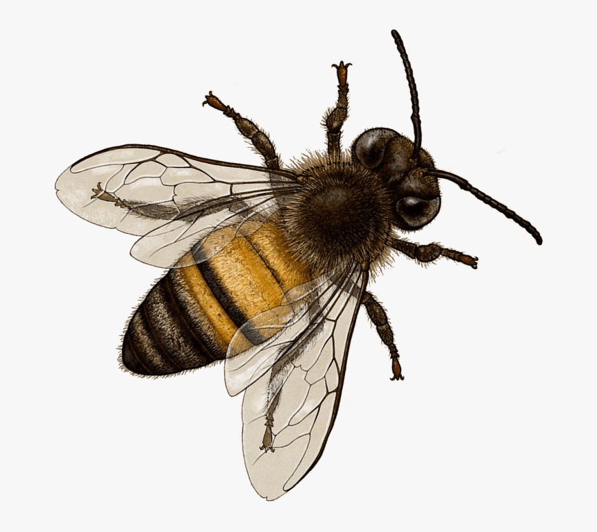Detail Honeybee Png Nomer 16