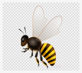 Detail Honeybee Png Nomer 20
